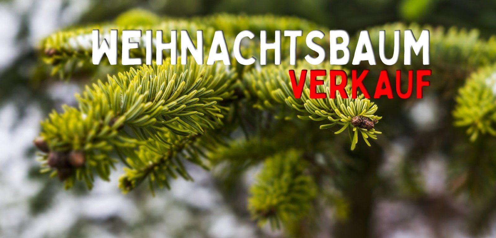 Weihnachtsbaumverkauf