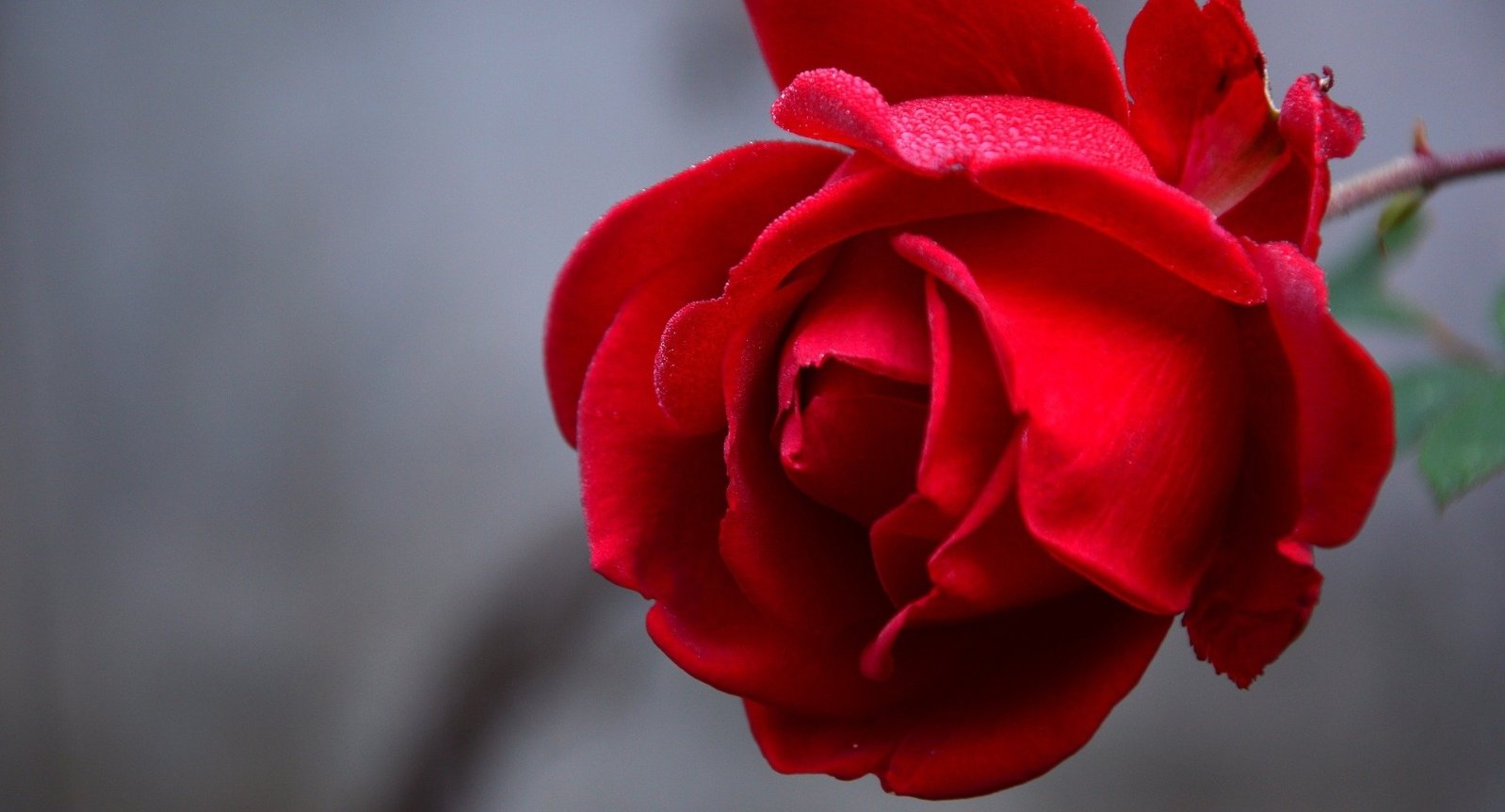 Rose (c) Pixabay